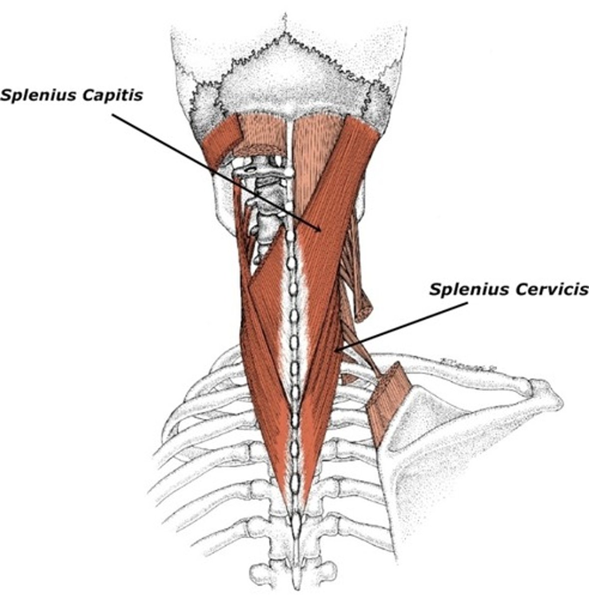 <p>what are the actions and innervations of the splenius muscles?</p>