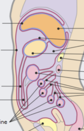<p>same general principle as pleura: produces lubricative fluid</p><p></p>