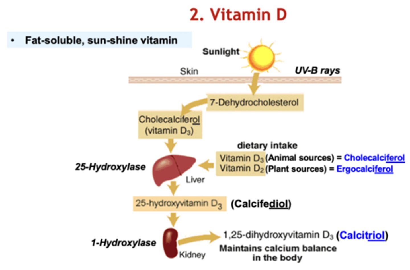 <p>-Intake from the sun and food</p><p>-25-hydroxylase in liver converts cholecalciferol and ergocalciferol into calcifediol</p><p>-1-hydroxylase in kidney convert calcifediol to calcitriol</p><p>-Calcitriol maintains calcium balance in the body</p>