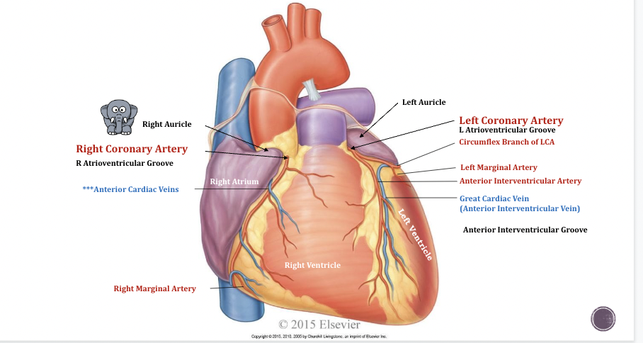 <p>Coronary Vessels of the Heart</p>
