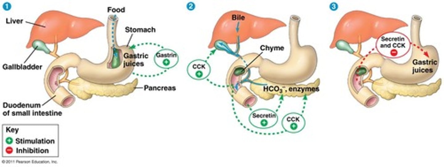 <p>secretions from accessory glands that aid in the digestion process</p>