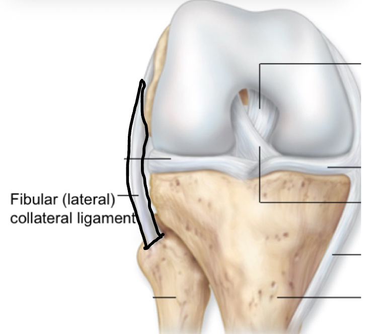 <p>fibular collateral ligament</p>