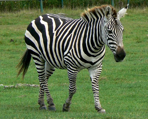 <p>das Zebra</p>