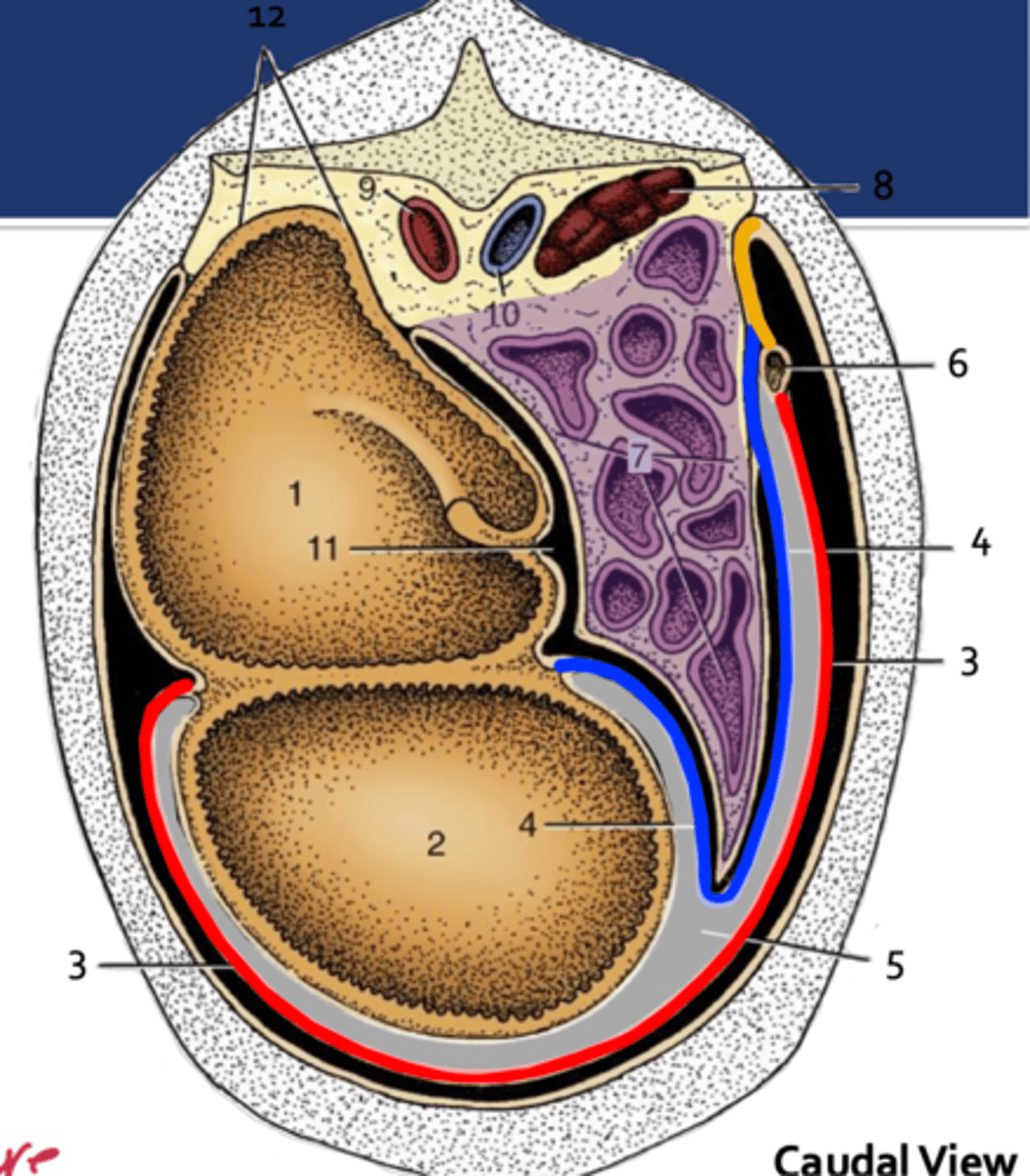 <p>the deep leaf of the greater omentum indicated here by the blue line extends from...</p>