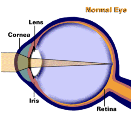 <ul><li><p>optical apparatus: cornea, aqueous humour, lens, vitreous humour, iris</p></li><li><p>neural apparatus: retina - macula, fovea, optic disc, blood vessels</p></li></ul><p></p>