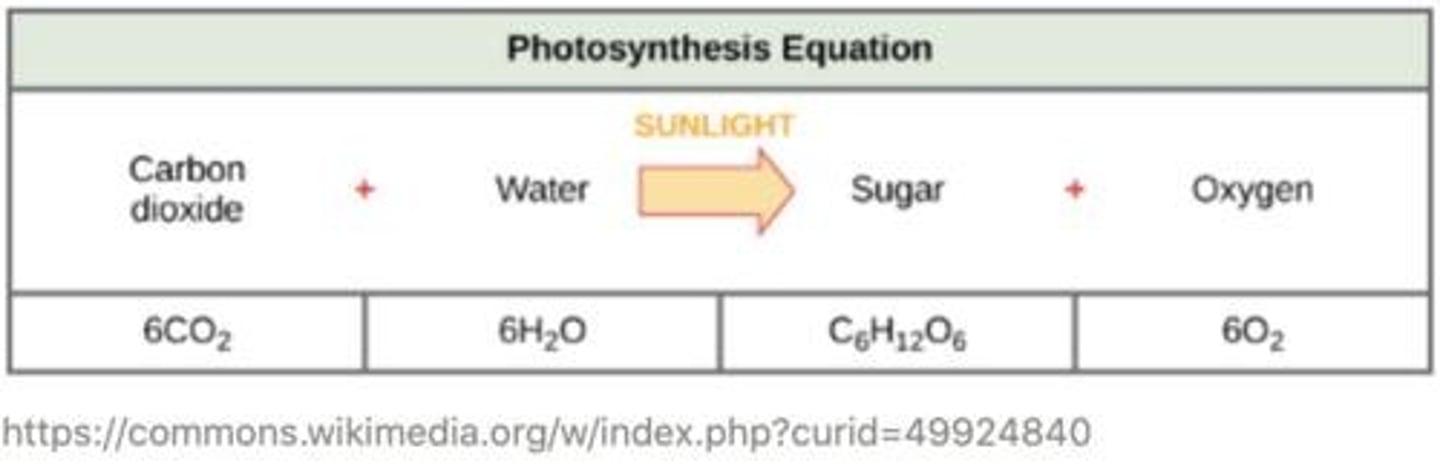 <p>6CO₂ + 6H₂O → C₆H₁₂O₆ + 6O₂</p>