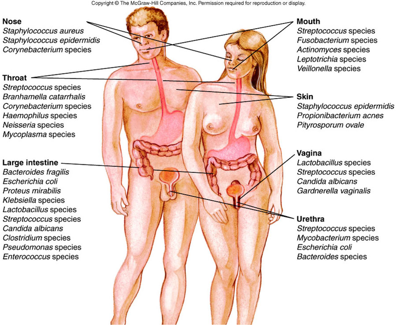 <p><span><span>Commonly found on or in body sites of healthy persons. Organisms present are influenced by the nutritional and environmental factors – pH or oxygen. Resident flora – colonize area for months or years. transient flora – present temporarily (just visiting). Provides host resistance to infections. Opportunistic pathogens – do not cause disease in healthy host but can in individuals with compromised immune systems</span></span></p>