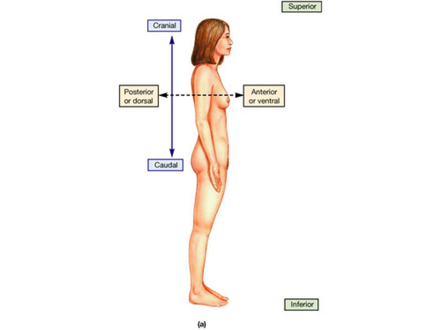 <p>toward the tail or inferior end</p>
