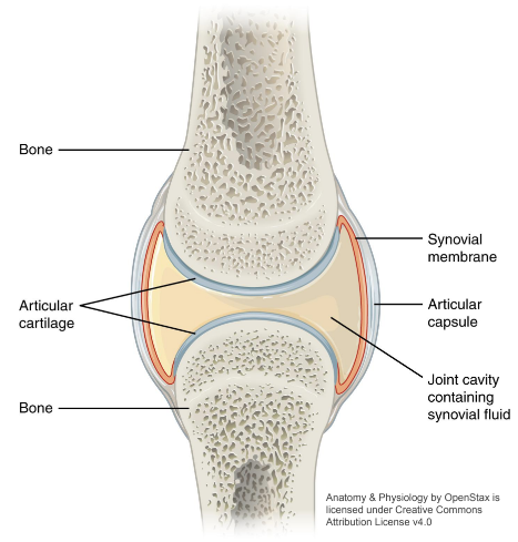 <p>Articulating bones are separated by a fluid filled joint cavity including an articular capsule, synovial membrane which secretes synovial fluid, articular cartilage, intrinsic/extrinsic ligaments, nerves and blood vessels (but vessels are not within the joint cavity)</p>