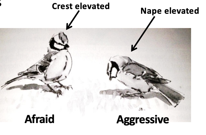 <p>communication -  posturing in birds</p>