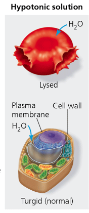 <p>hypotonic</p>