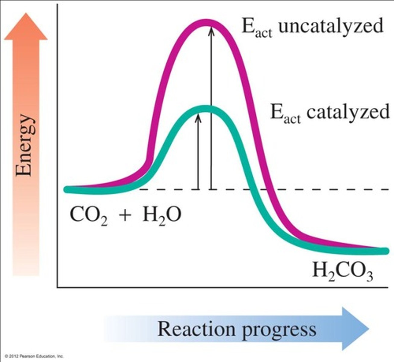 <p>It illustrates the difference in activation energy between uncatalyzed and catalyzed reactions.</p>