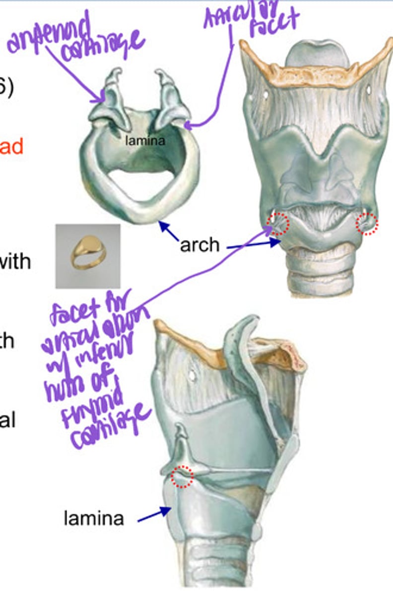 <p>ring shaped cartilage that is the 1st &amp; only complete tracheal ring (narrow anteriorly &amp; broad posteriorly)<br> -lies below the thyroid cartilage &amp; its lateral surface articulates w/ the inferior horn of the thyroid cartilage <br> -upper border articulates with arytenoid cartilage (makes synovial joint)</p>