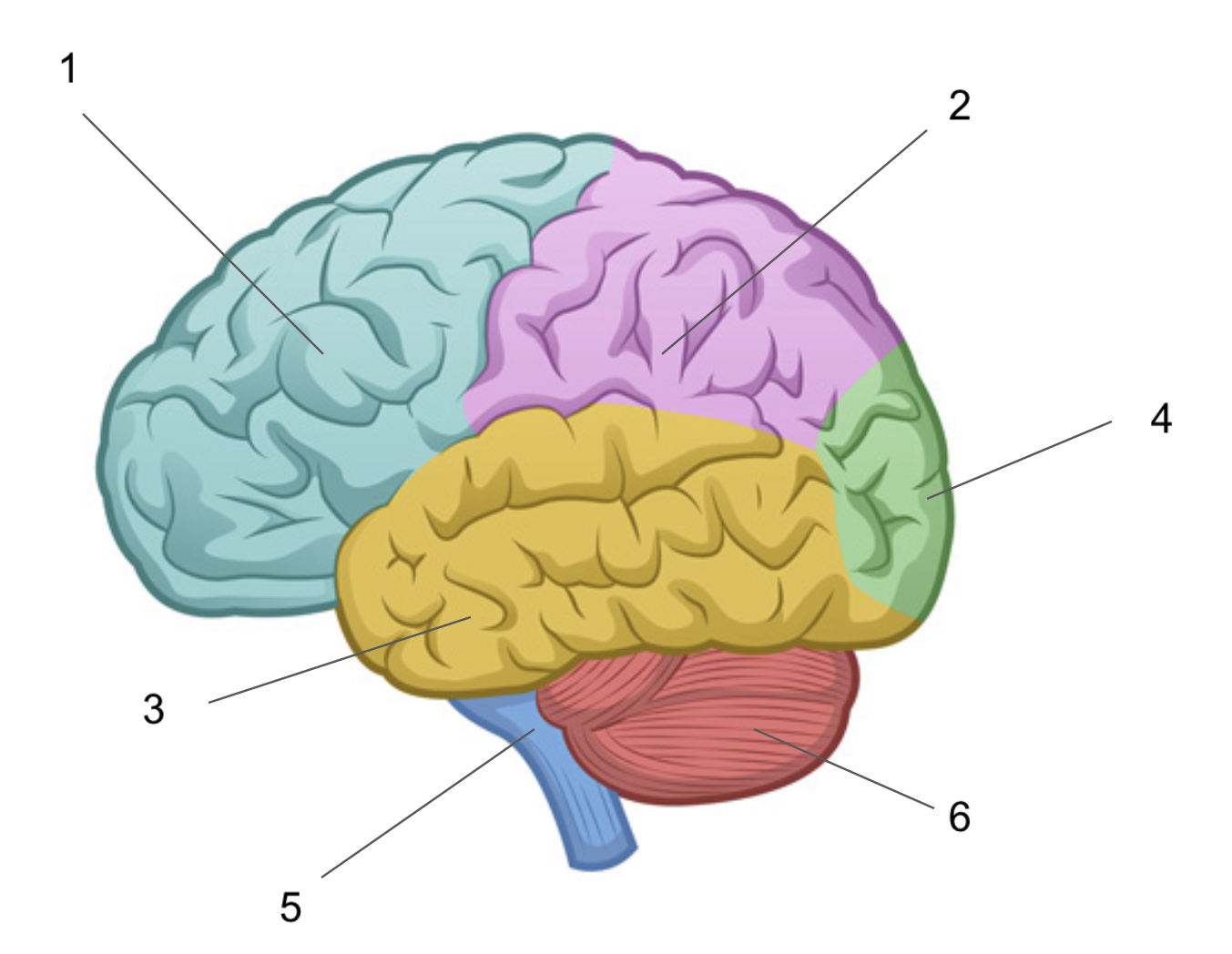 temporal lobe