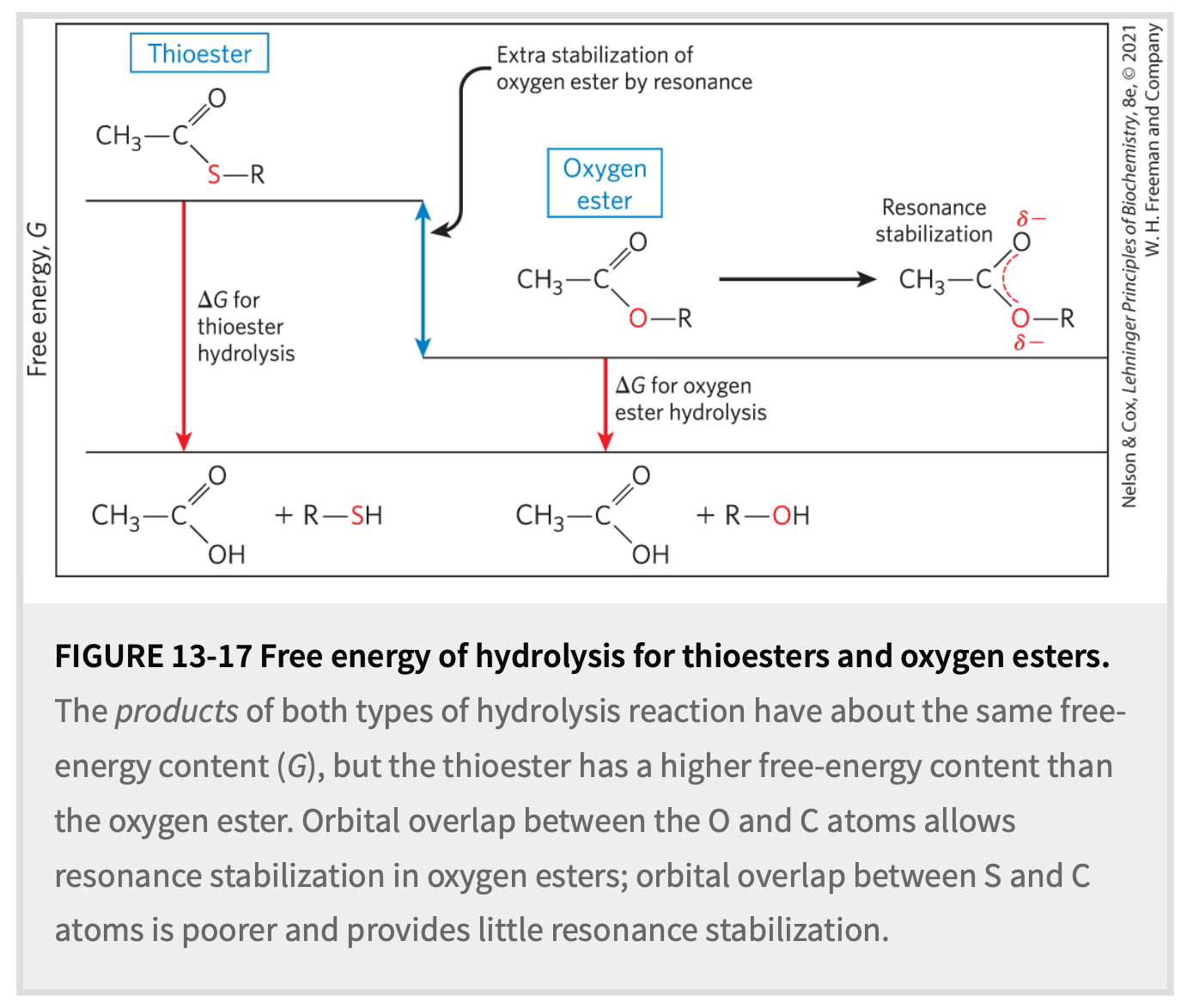 <ul><li><p>Better leaving group since S- more stable than O-</p></li><li><p>S less EN, so carbonyl is a better E<sup>+</sup></p></li></ul><p></p>