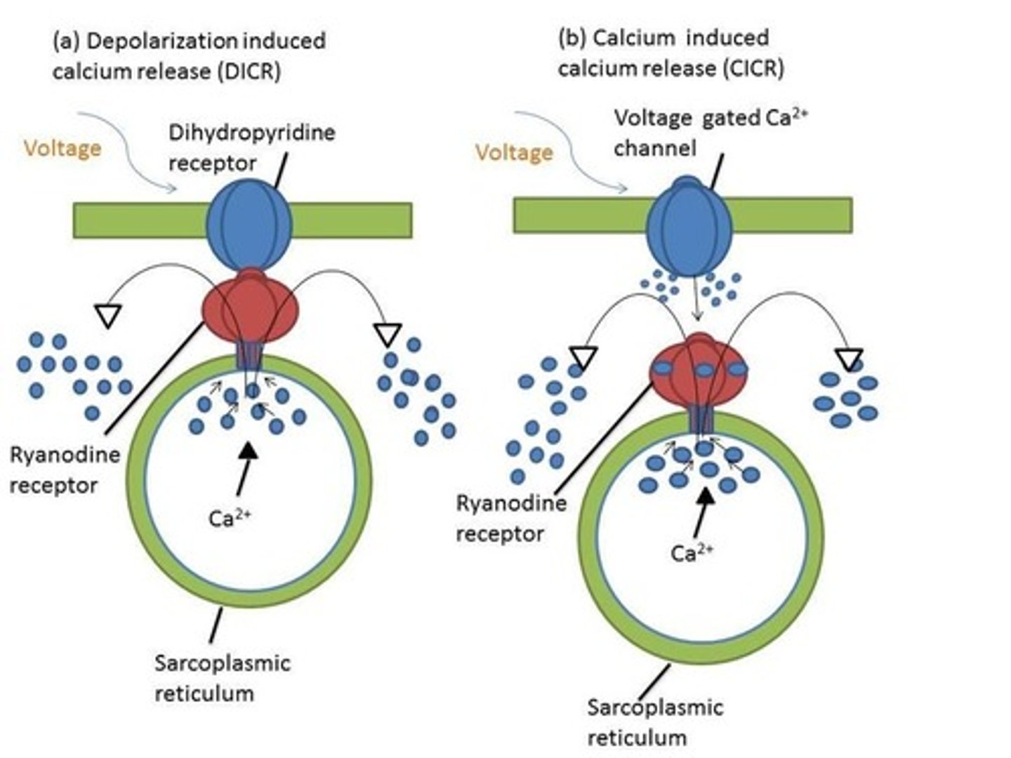 <p>In cardiac muscle DHP is a voltage gated CHANNEL, in skeletal muscle DHP is a voltage gated SENSOR</p>