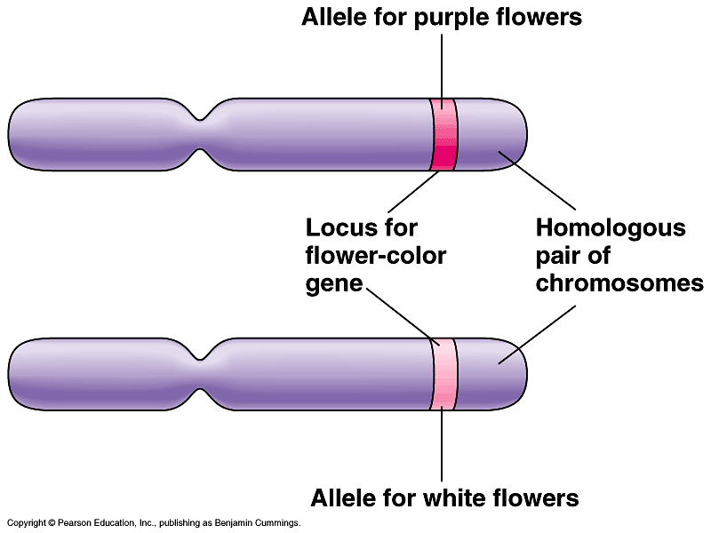 <p>different version of gene at corresponding loci; variations in gene nucleotide sequence</p>