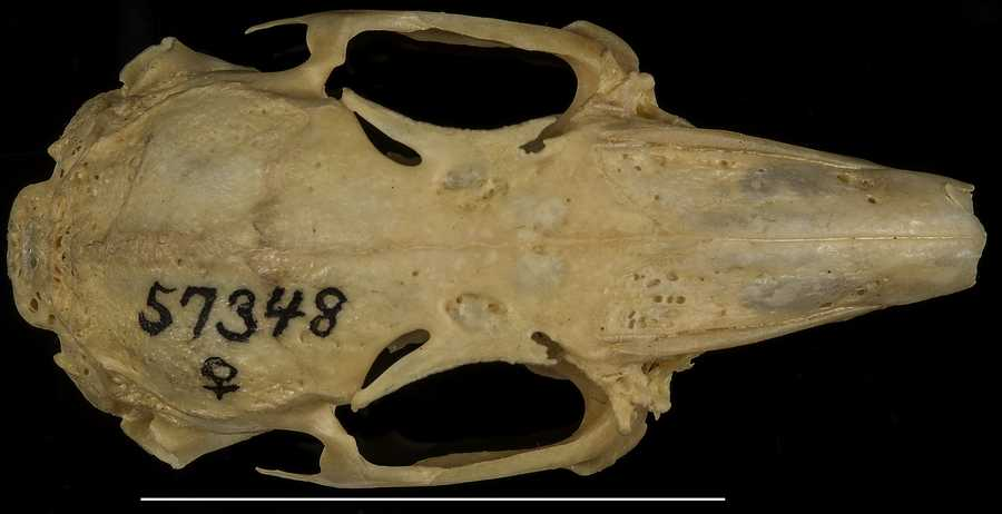 <p>Brush rabbit</p><p>narrow, strap-like supraorbital process</p>