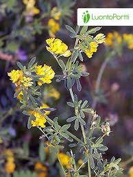 <p>sárkerep lucerna</p>