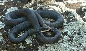 Northern Black Racer 