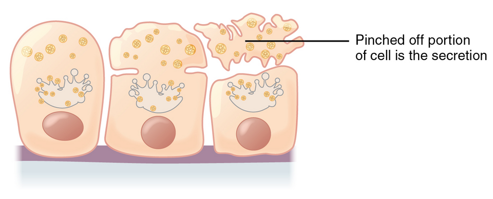 <p>Release of a substance along with the apical portion of the cell.</p>