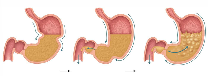 <p>With the example of GI tract motility, which (SNS/PSNS) excites/inhibits?</p>