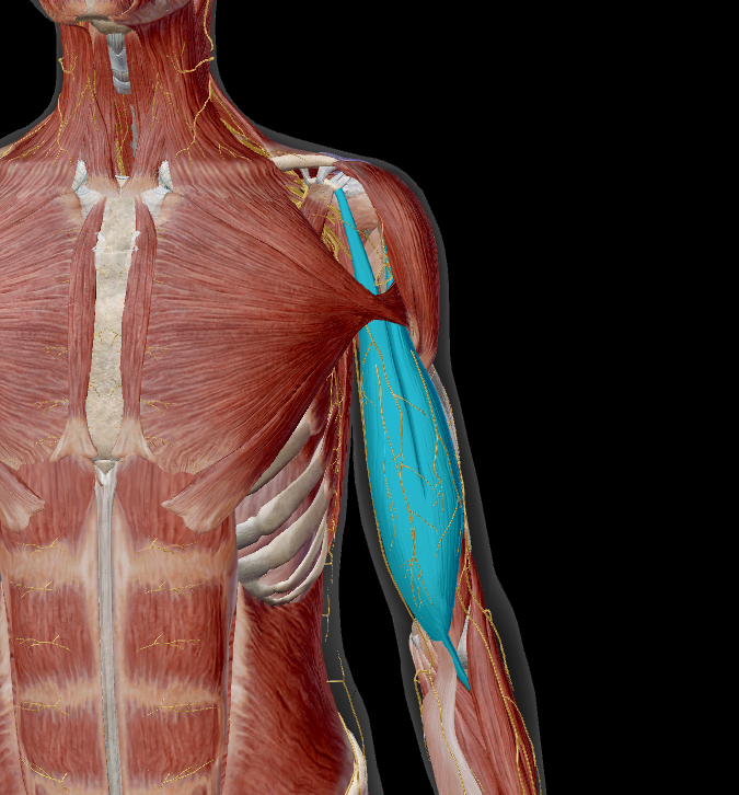 <p>name the muscle + action</p>