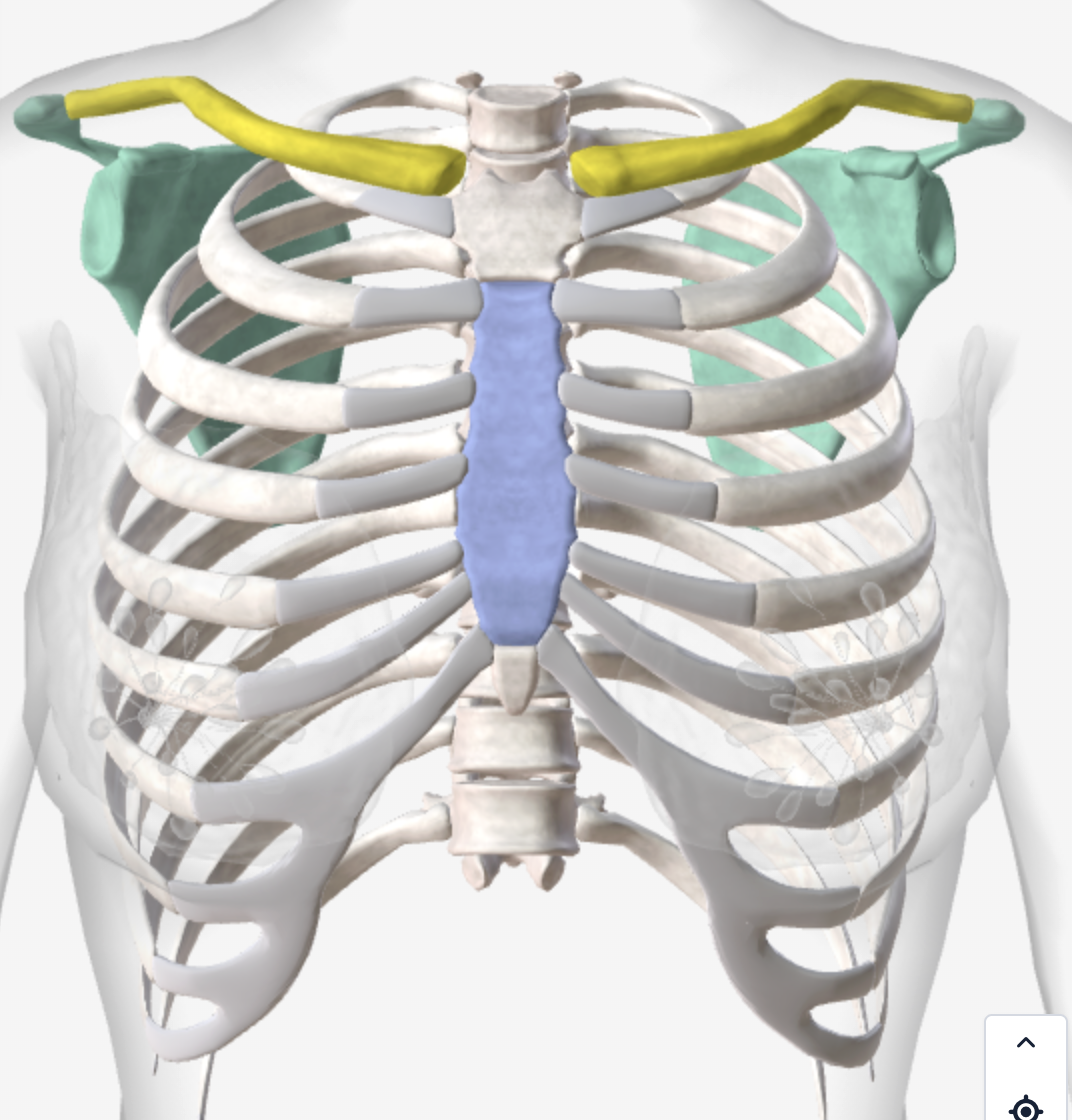 <p>What bones are these? What do they do?</p>
