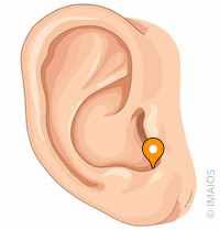 <p>what part of the ear is this</p>