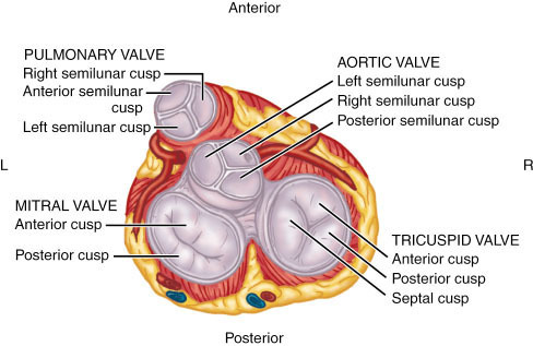 De klep tussen het rechter ventrikel en de longslagader (arteria pulmonalis). Deze heeft 3 halvemaanvormige (semilunaire) blaadjes.