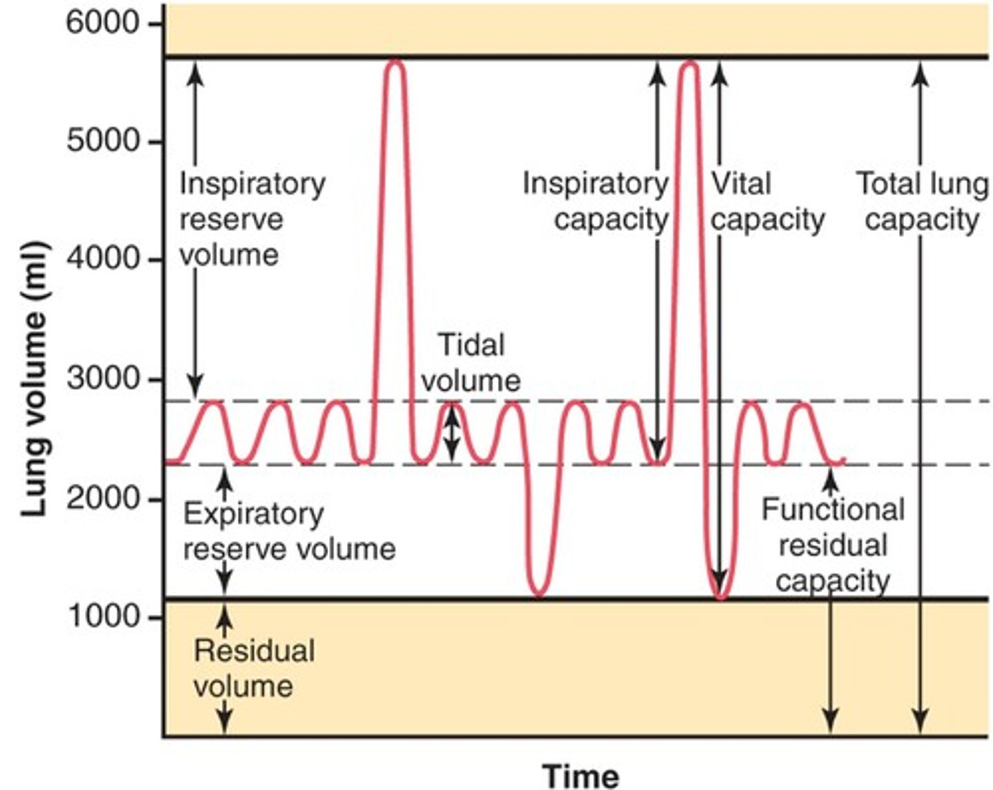<p>Tidal Volume <br>Expiratory Reserve Volume<br>Residual Volume <br>Vital Capacity<br>Total Lung Capacity</p>