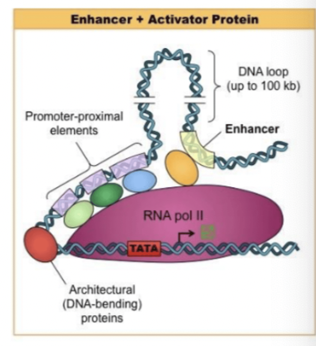 <p>may be upstream or downstream of gene</p><p>effective within introns or on either DNA strand</p><p>But must be within same chromosome as gene</p>