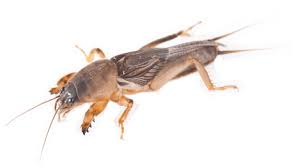 <p>Mole Cricket- digging hands</p>