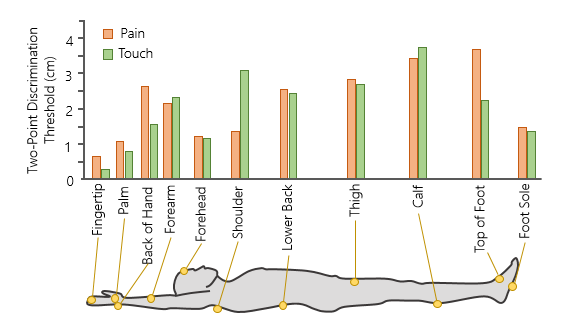 <p><span>&nbsp;Follows the same results of touch (you can take more pain in calf bc its less responsive to touch)</span></p><ul><li><p><span>Shoulder is more sensitive to pain then to touch</span></p></li><li><p><span>Back of the hand has a small reversal</span></p></li></ul><p></p>