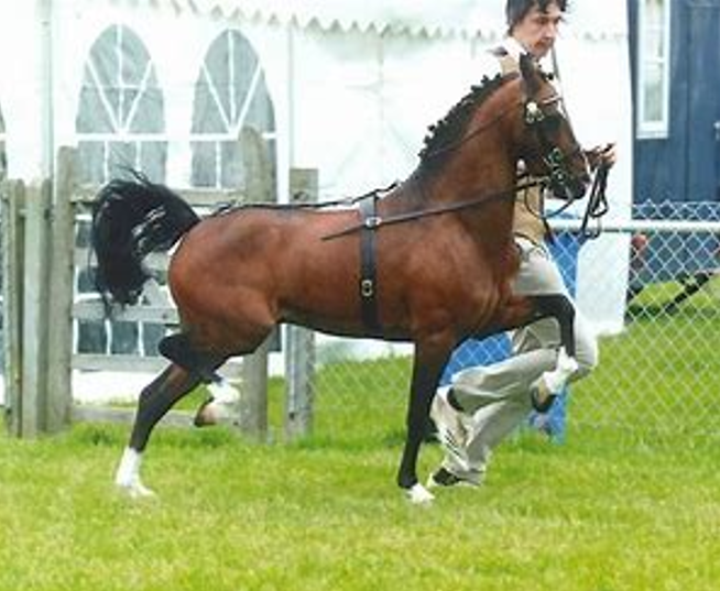 <p>A breed of pony known for its high-stepping action and elegance.</p>