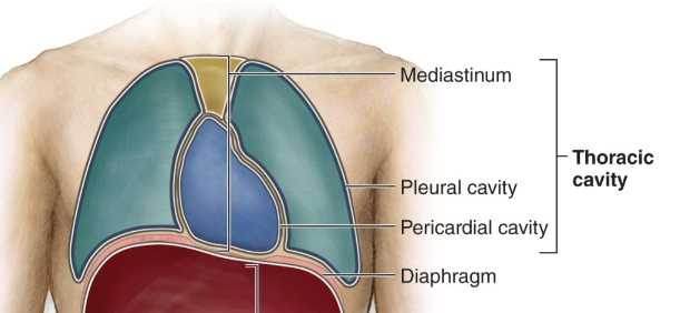 <p>Mediastinum</p>