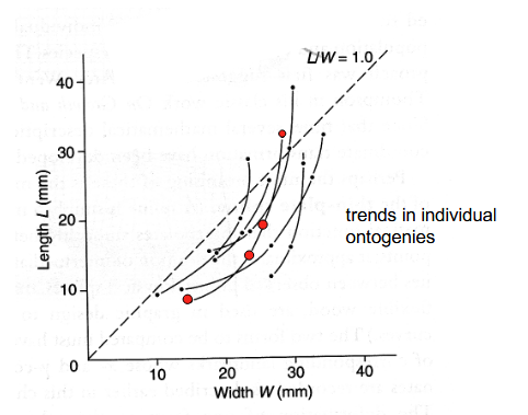 <p>One individual</p><p>plotting growth in single individuals </p><p>requires growth lines </p>