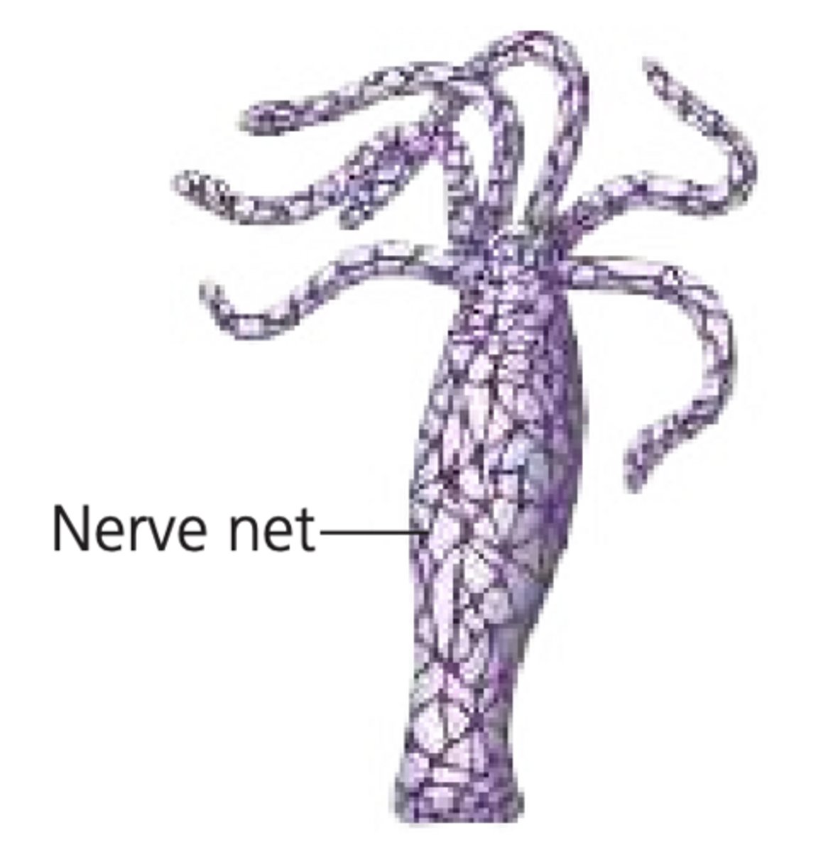 <p>their nervous system is diffused -> aka a nerve net</p><p>-ex: hydra</p>