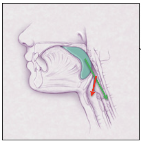 <p>Pharyngeal phase</p>