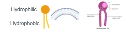 <p>1 glycerol, 2 fatty acids, and 1 phosphate. head is hydrophilic, tails are hydrophobic</p>
