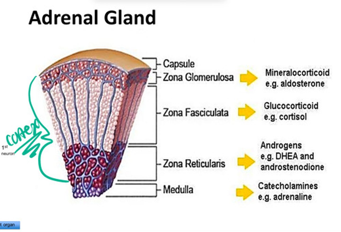 <p>-capsule </p><p>-cortex</p><p>&gt;Zona Glomerulosa --&gt; produces mineralocorticoid</p><p>&gt;Zona Fasciculata --&gt; produces glucocorticoid</p><p>&gt;zona reticularis --&gt; produces androgens </p><p>-Medulla --&gt; catecholamines </p>