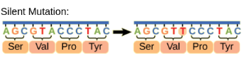 <p>change in a base, but it does not change <strong>AMINO ACID</strong></p>