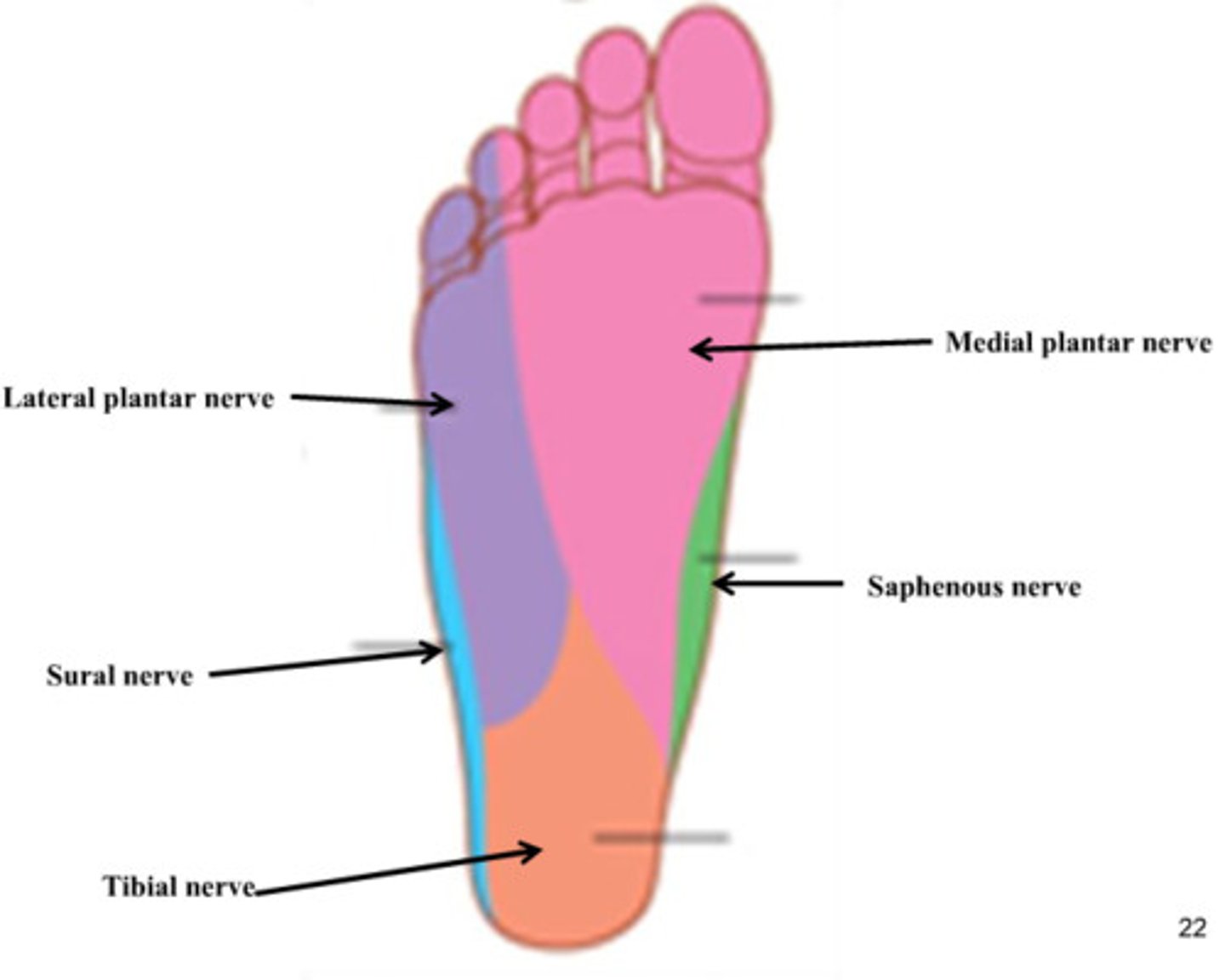 <p>sole</p>