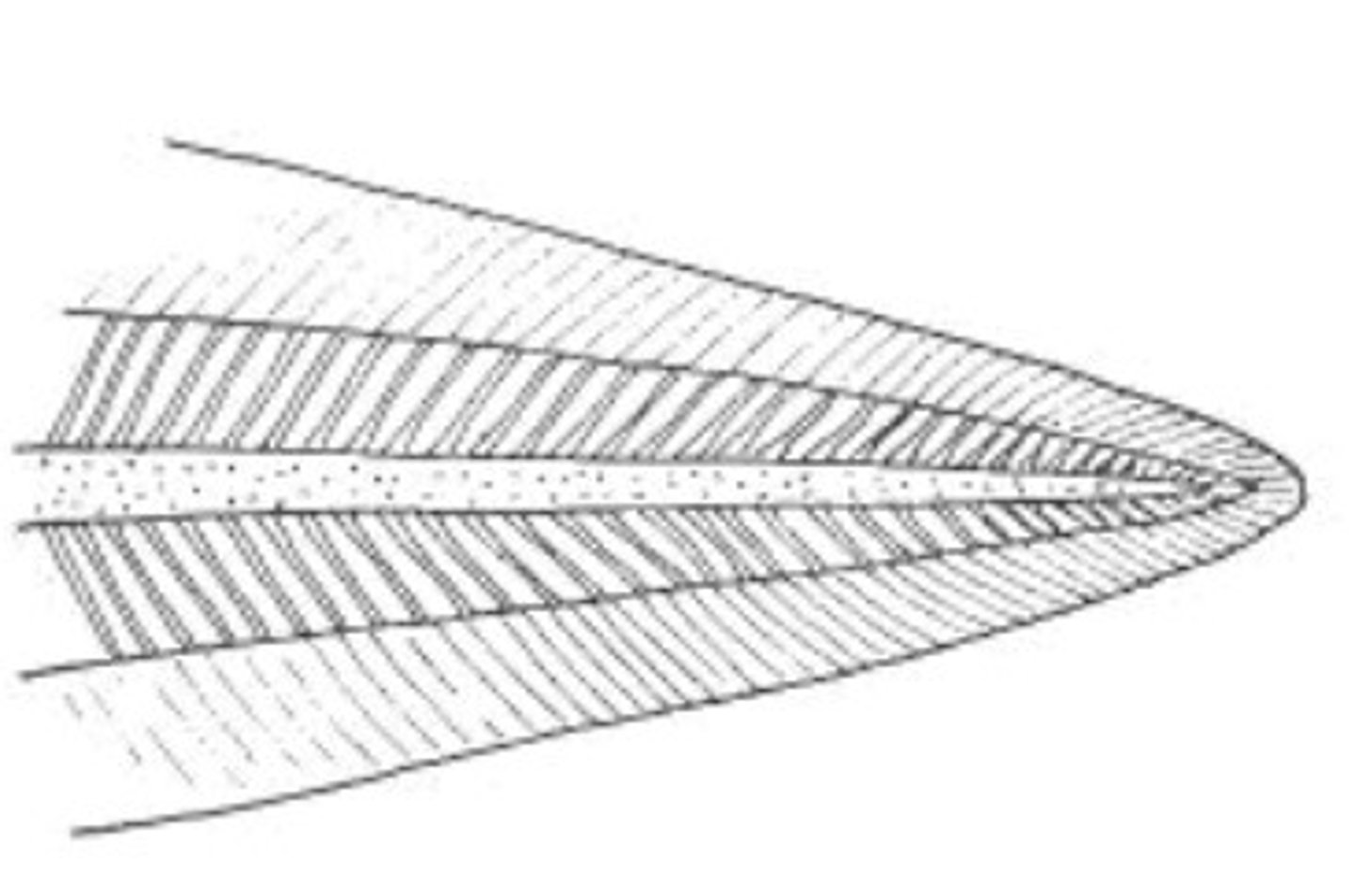 <p>primitive undifferentiated; rays extend around end of notochord; found in lampreys, and most larvae</p>