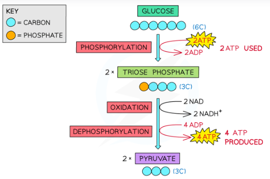 * Phosphorylation of glucose (hexose sugar (6C))
* Splitting of glucose phosphate
* Oxidation of triose phosphate (TP)