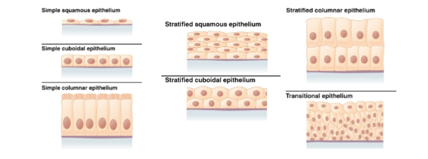 <p>simple squamous </p><p>simplecuboidal </p><p>simple columnar </p><p>stratified squamous </p><p>stratified cuboidal </p><p>stratified columnar </p><p>transitional epithelium </p><p></p>