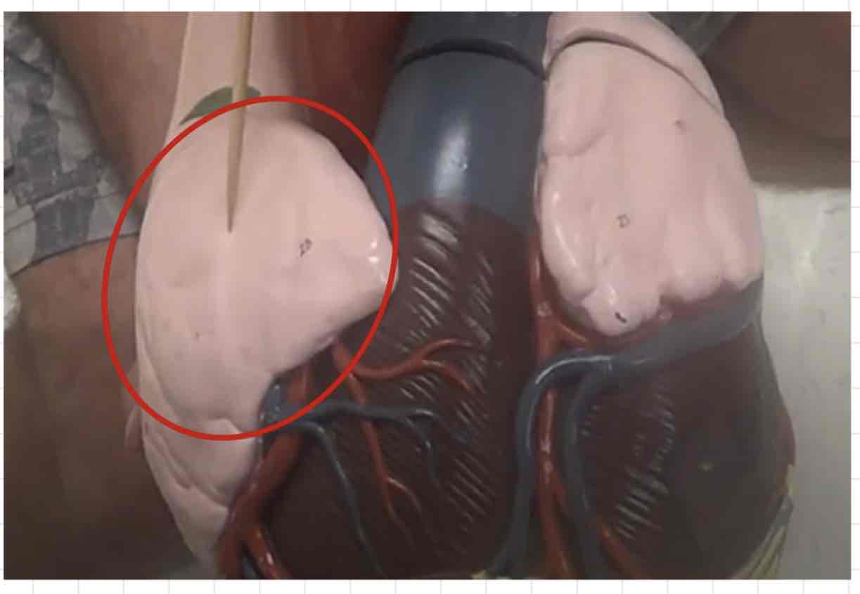 <p>what is this? (giant heart model)</p>