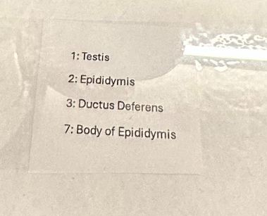 <p>testes</p>