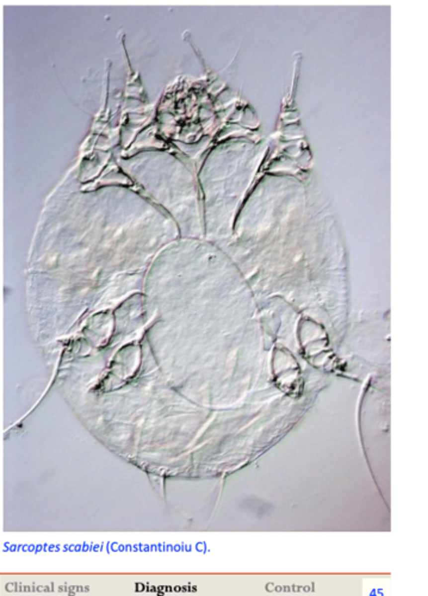 <p>Sarcoptic mange</p><p>History (exposure to infested dogs – boarding kennels, grooming facilities, played with other dogs etc);</p><p>Highly contagious;</p><p>Lesions usually starts on the head/ears;</p><p>Intense pruritus;</p><p>Deep skin scrapings (ear margins) needed to visualize the mites;</p><p>Humans (owners): might be affected  intense itching;</p><p>Response to treatment</p><p>Results of serological tests (ELISA) and pinnal-pedal reflex;</p>