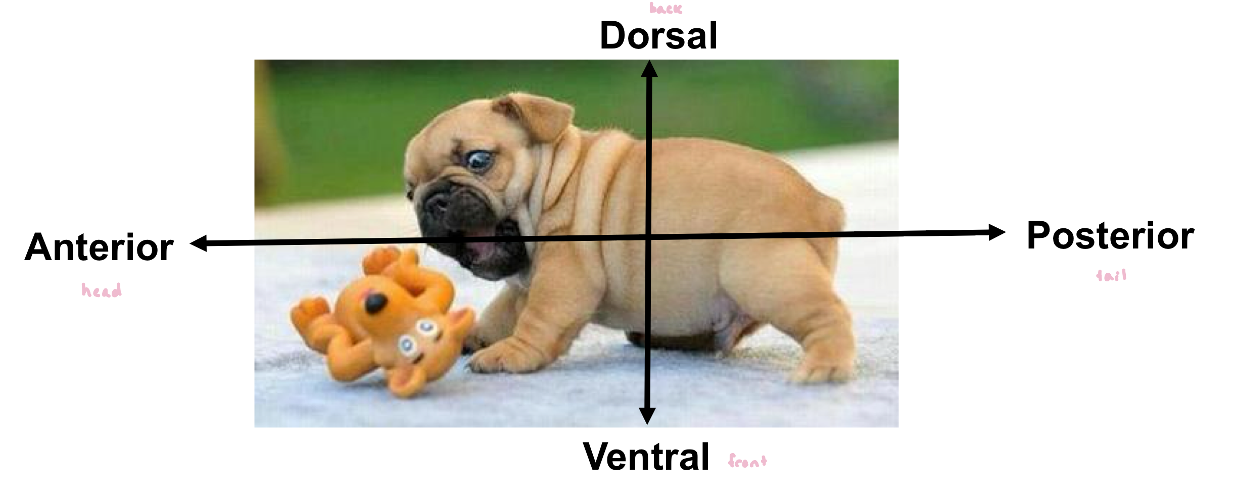 <ul><li><p>axes determined in the oocyte</p></li></ul><p></p>